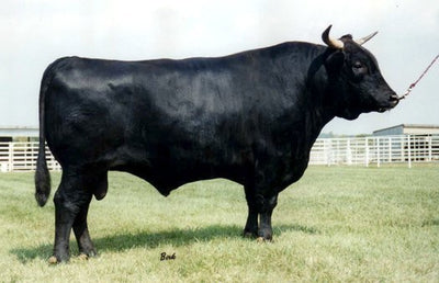 The Difference Between Purebred and Fullblood Wagyu